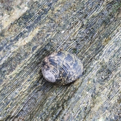 Nerita undata