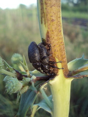 Heilipodus scabripennis