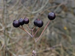 Crataegus pentagyna