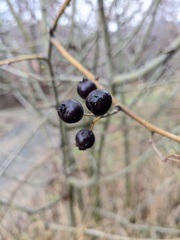 Crataegus pentagyna