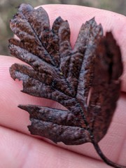 Crataegus pentagyna