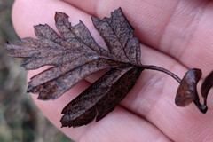 Crataegus pentagyna