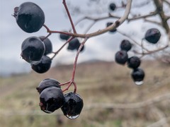Crataegus pentagyna