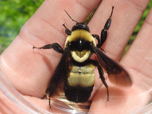 Abelhões (género Bombus) · BioDiversity4All