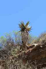 Aloe comosa