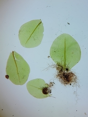 Rhizomnium pseudopunctatum