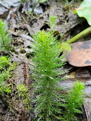 Proserpinaca pectinata