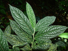 Piper brownsbergense