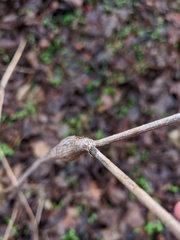 Chaerophyllum nodosum
