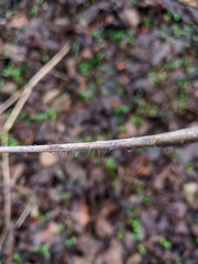 Chaerophyllum nodosum