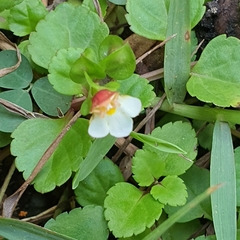 Torenia polygonoides