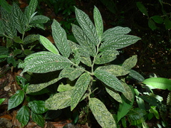 Piper brownsbergense