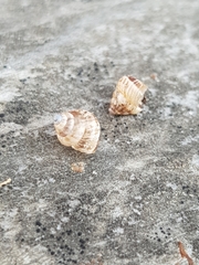 Cochlicella conoidea
