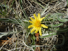 Nothocalais cuspidata