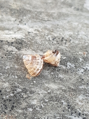 Cochlicella conoidea