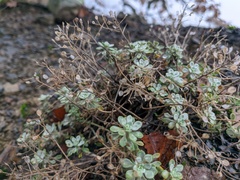 Odontarrhena tortuosa