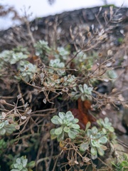 Odontarrhena tortuosa