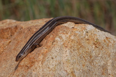 Plestiodon skiltonianus interparietalis