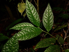 Piper brownsbergense