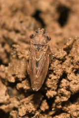 Megophthalmus scanicus