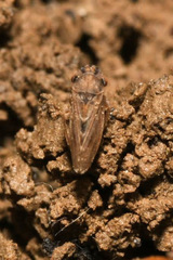 Megophthalmus scanicus