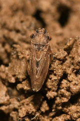 Megophthalmus scanicus