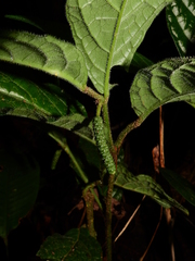 Piper brownsbergense