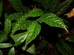 Piper brownsbergense