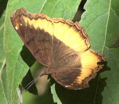 Eurytela dryope