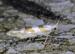 Argyresthia calliphanes