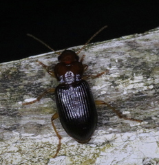 Trichotichnus vulpeculus