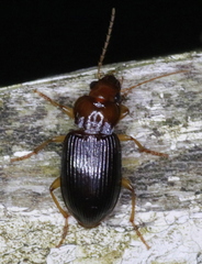 Trichotichnus vulpeculus