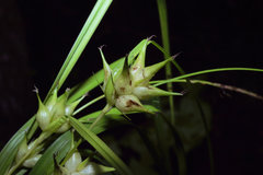 Carex intumescens