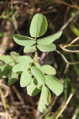 Rosa buschiana