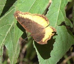 Eurytela dryope