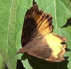 Eurytela dryope