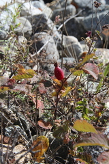 Rosa buschiana