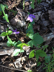 Viola palmata