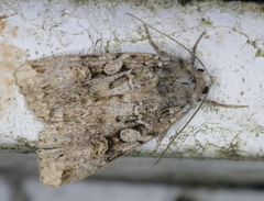 Anaplectoides pressus