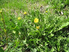 Taraxacum officinale