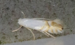 Phyllonorycter clemensella