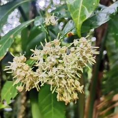 Tarenna pavettoides