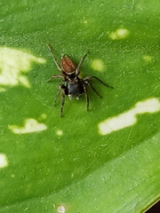 Tullgrenella