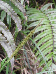 Carex corynoidea