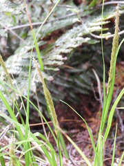 Carex corynoidea