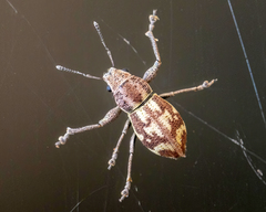 Parapantomorus fluctuosus