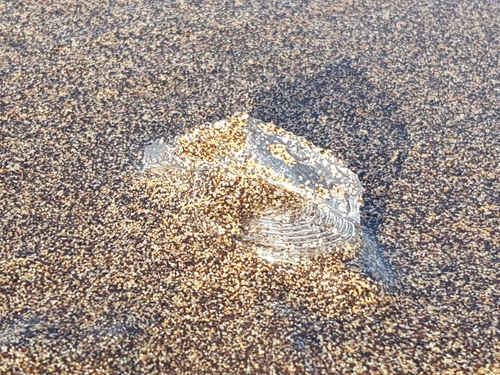 photo of By-the-wind Sailor (Velella velella)