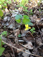 Viola pubescens