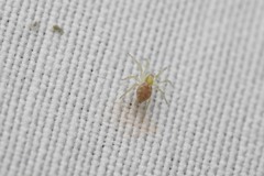 Nigma puella
