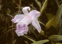 Sobralia rosea